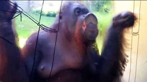 Denne orangutang rengører glasset som en professionel