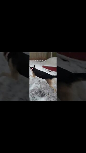 Maples Winter Wonderland #shorts #doggo #shepsky #dogmeme #cute #huskymix #winterwonderland