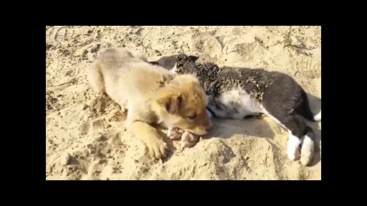 A little dog crying when he saw his friends dead