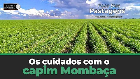 Saiba como devem ser os cuidados com o capim Mombaça após a saída do período de seca.