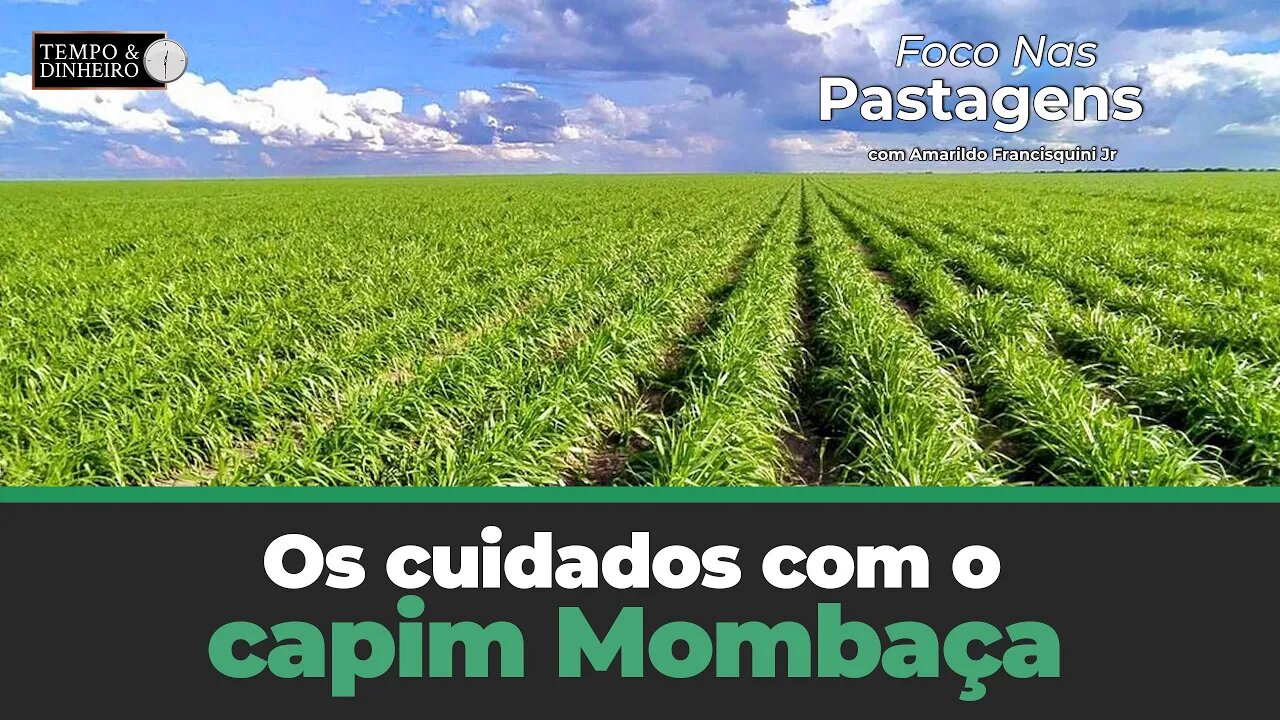 Saiba como devem ser os cuidados com o capim Mombaça após a saída do período de seca.