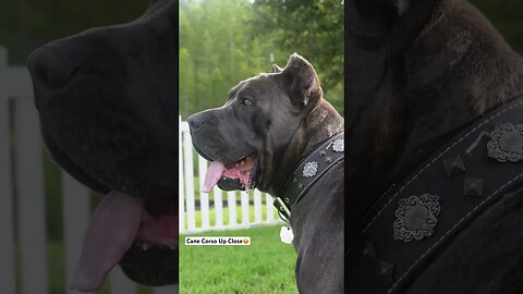 Cane Corso Up Close 🤩