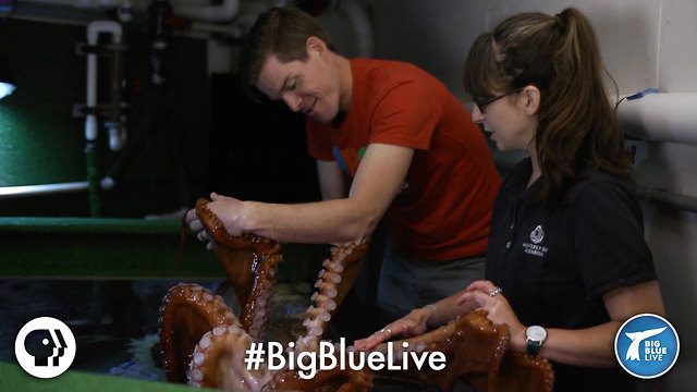 My Date With A Giant Pacific Octopus!