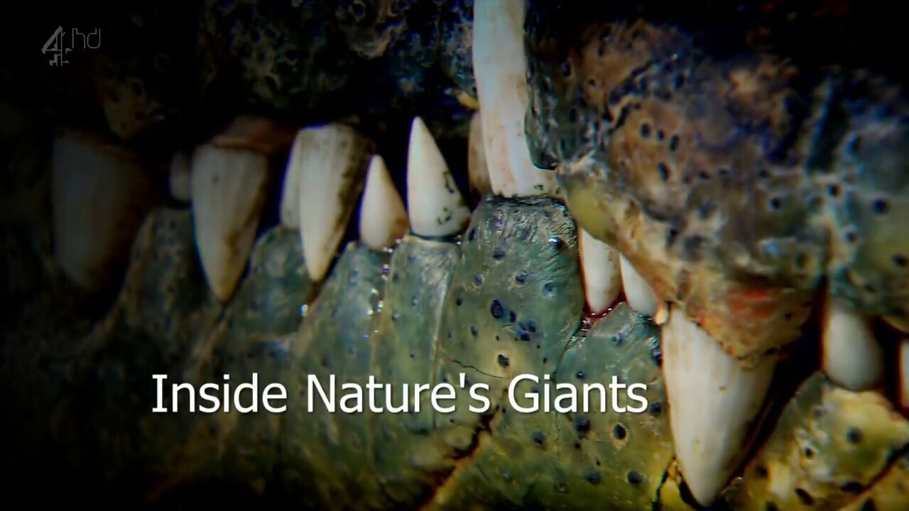 Inside Nature's Giants Crocodile - S1E3