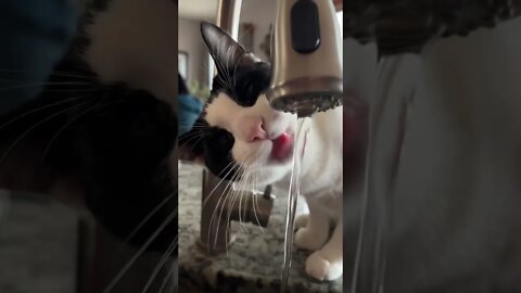 Thirsty cat￼