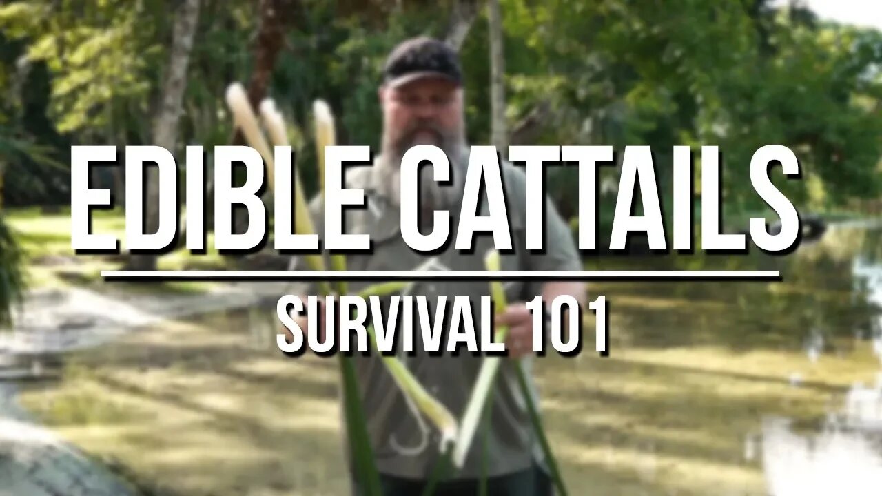 Edible Cattails