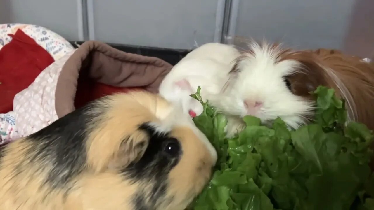 Guinea pig family eating together