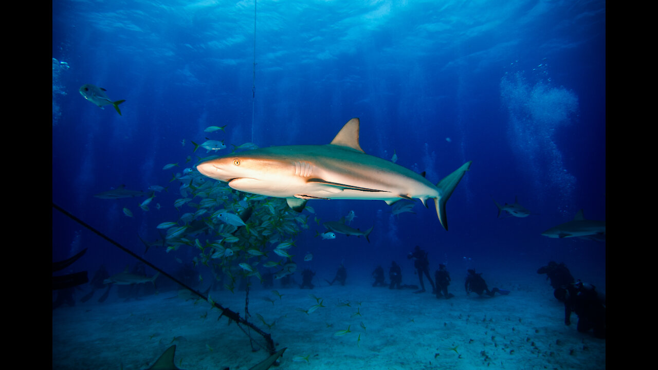 Bahamas shark feed dive