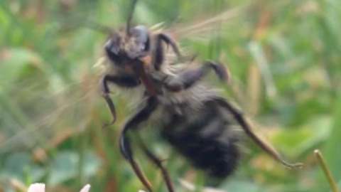 Honey Bee Attacks Videographer