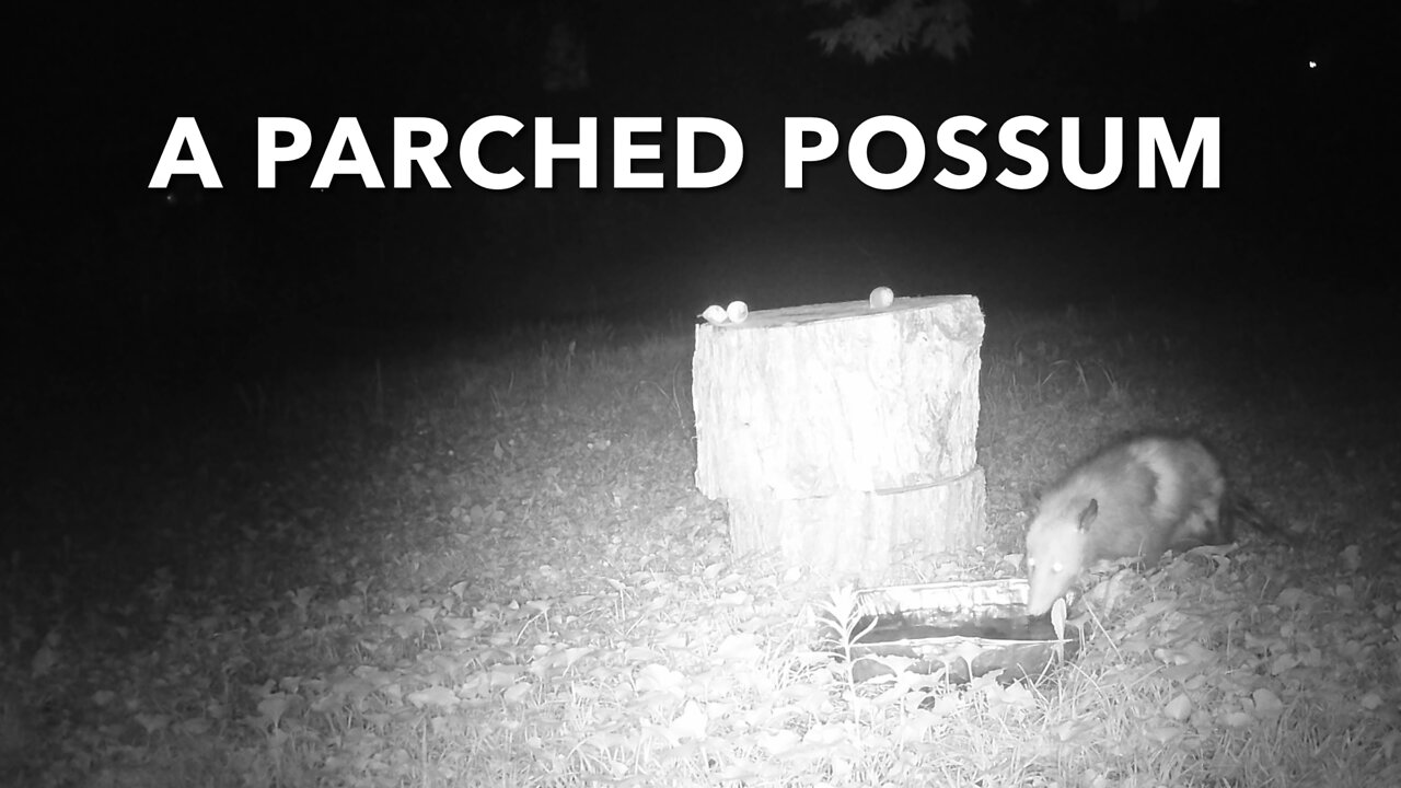 A Parched Possum