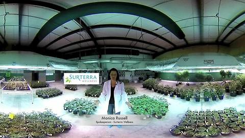 Cannabis 360