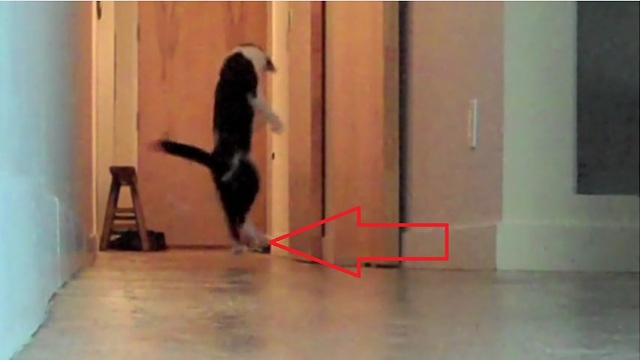 'The Nutcracker' interpreted by Kodi the Cat