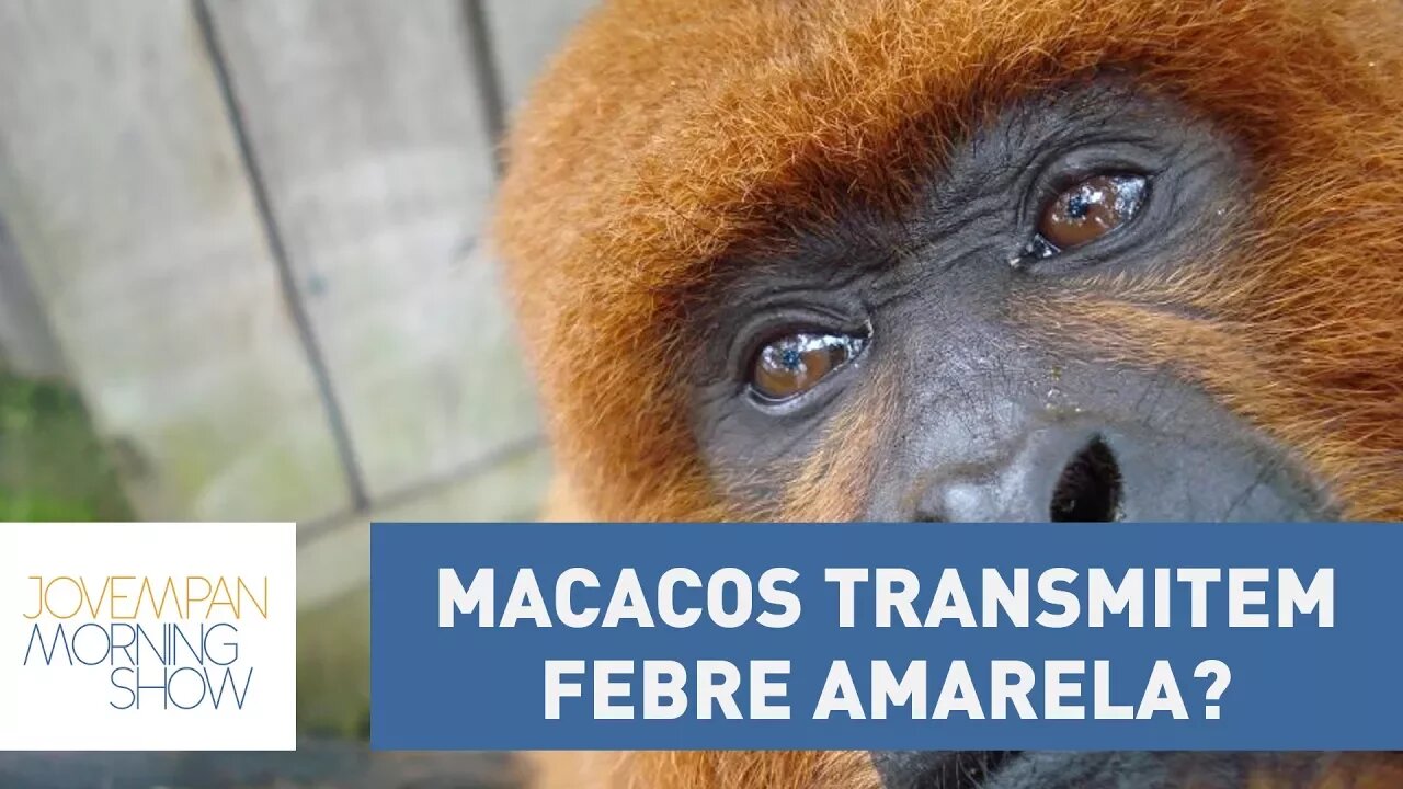 Macacos podem transmitir febre amarela? Infectologista Jean Gorinchteyn explica