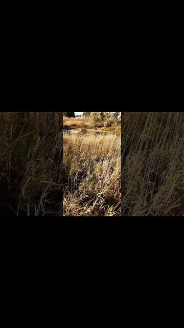 #dryyear #ohhighbud #strangedanimal