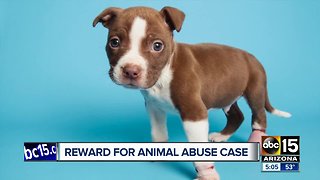 Reward being offered in puppy abuse case