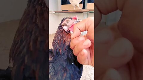 كم هي لطيفة وجميل هذه الدجاجة #دجاج #chicken