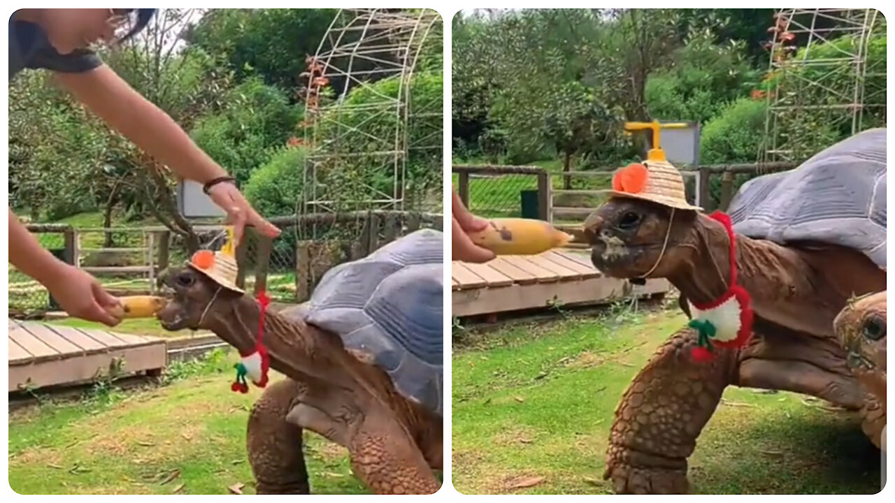 About 100 years old Tortise eating banana while walking.