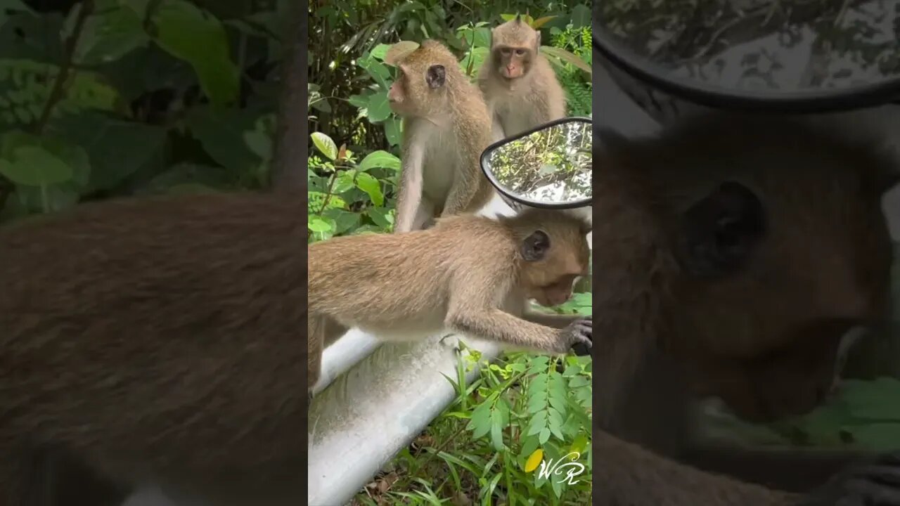 W&R Short: Potential Thief Situation Koh Chang 🇹🇭