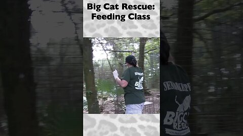 Feeding Class, part 10 of 12 @ Big Cat Rescue