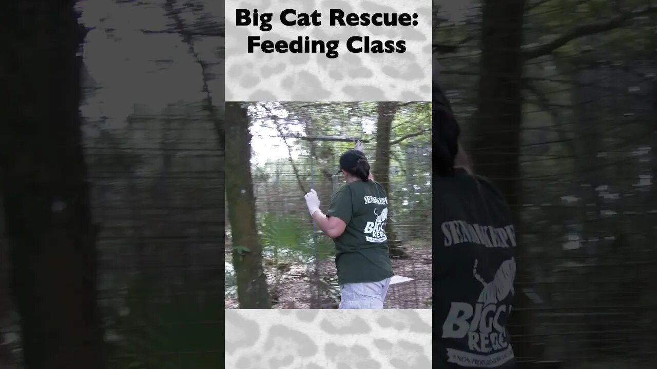 Feeding Class, part 10 of 12 @ Big Cat Rescue