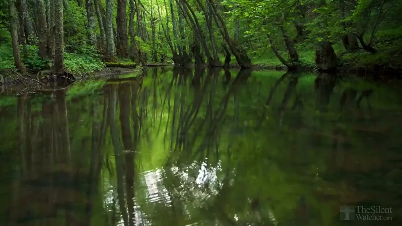 how to boost your day with beautiful sounds of birds and water[3 minutes for calm and meditation]