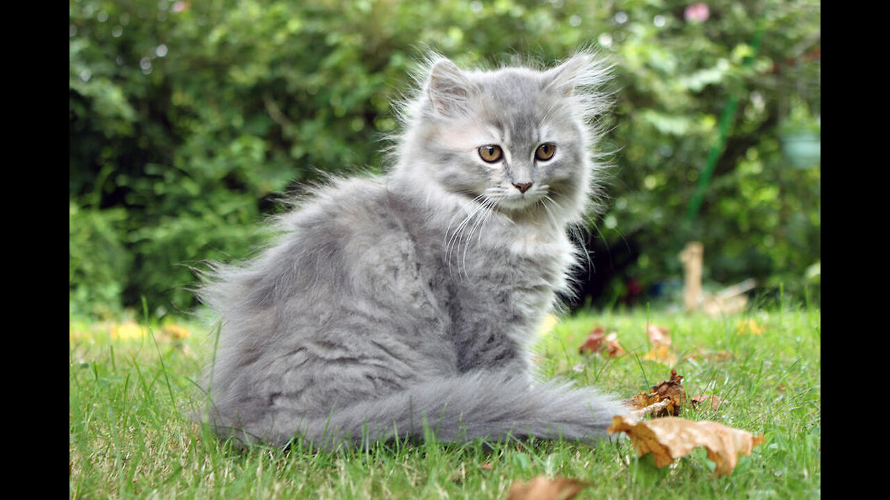 Siberian Kitten First 3 Month In New Home !!!