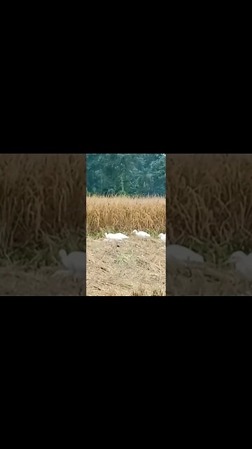 Beautiful 🐦 bird#short #shortvideo
