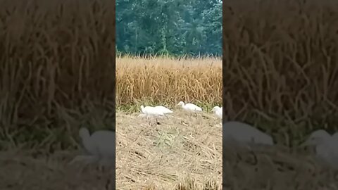 Beautiful 🐦 bird#short #shortvideo