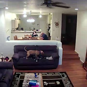 Security Cam Footage Shows A Dog Peeing On The Couch