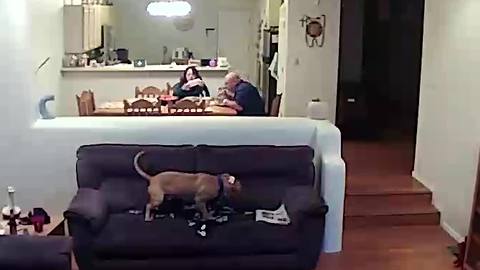 Security Cam Footage Shows A Dog Peeing On The Couch