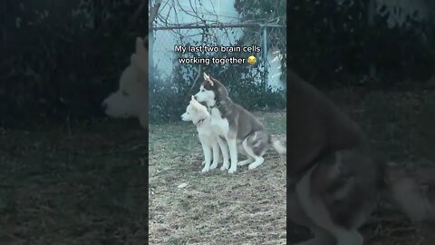 Husky dogs contemplate life