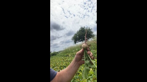 Radishes!