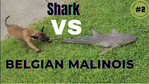 Belgian Malinois Puppy Vs Shark