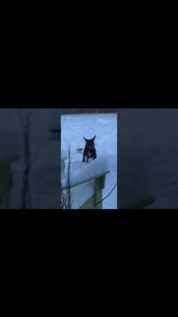 BOSCO’S FIRST SNOW ROMP OF 2022!!! #shorts #bosco #dog #snowday