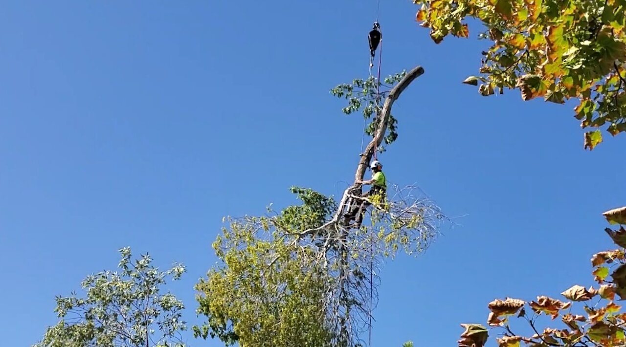 Tree cutter riding in the sky (Arborist)