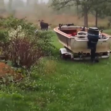 Moose spotted in Wisconsin woman's backyard