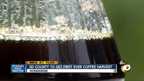 San Diego County to get first ever coffee harvest