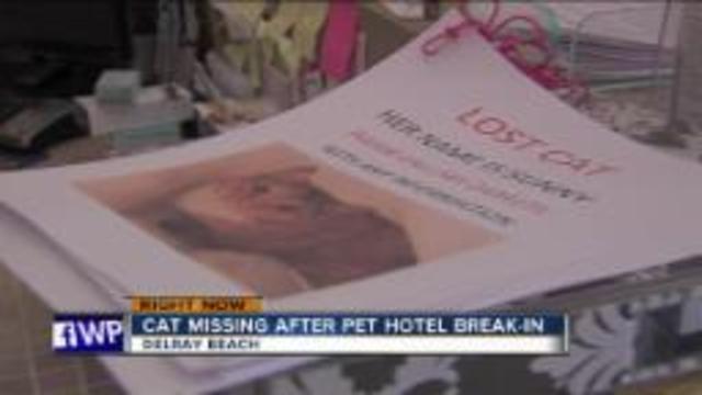 Cat missing after Delray Beach pet hotel break-in