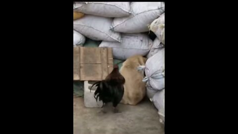 Chicken vs dog fight-funny chicken fight videos