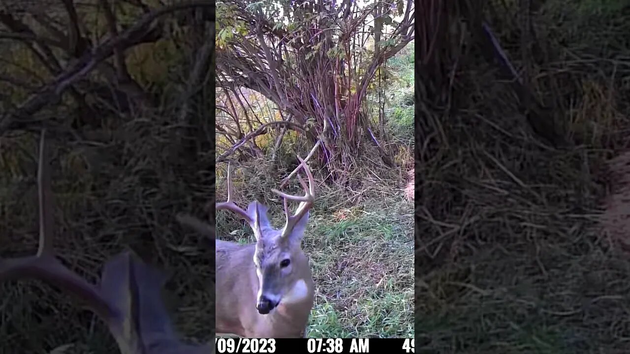 Nice White Tail Buck