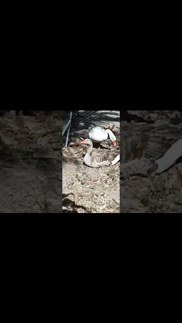 The Geese now have 3 babies 8 October 2022