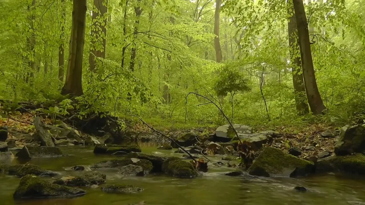 Peaceful Forest Sounds With A Babbling Stream #nature #naturesounds #ambient