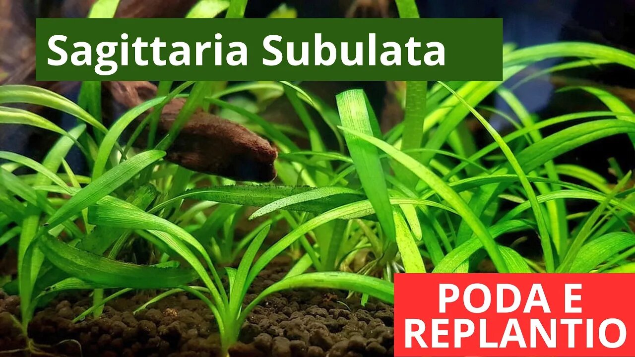 🔥 Poda e Replantio da Sagittaria Subulata - Plantas de Aquário [CORTES]