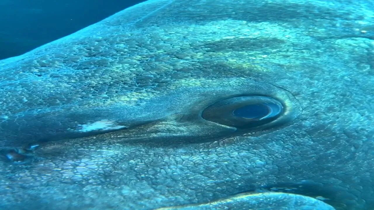 Anchova pesca preparo e curiosidades sobre o peixe Anchova.
