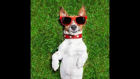 Funny & Cute Animals