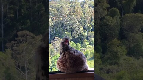 Hen sits on window sill