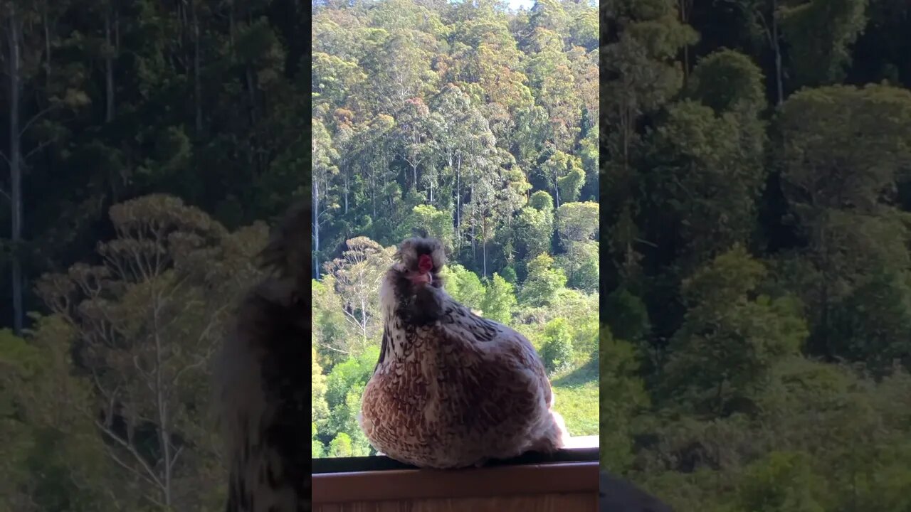 Hen sits on window sill