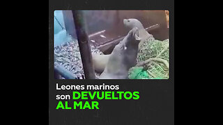 Devuelven al mar a leones marinos atrapados por accidente