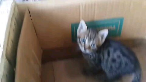 mom_cat_Talking_to_kittens_(480)