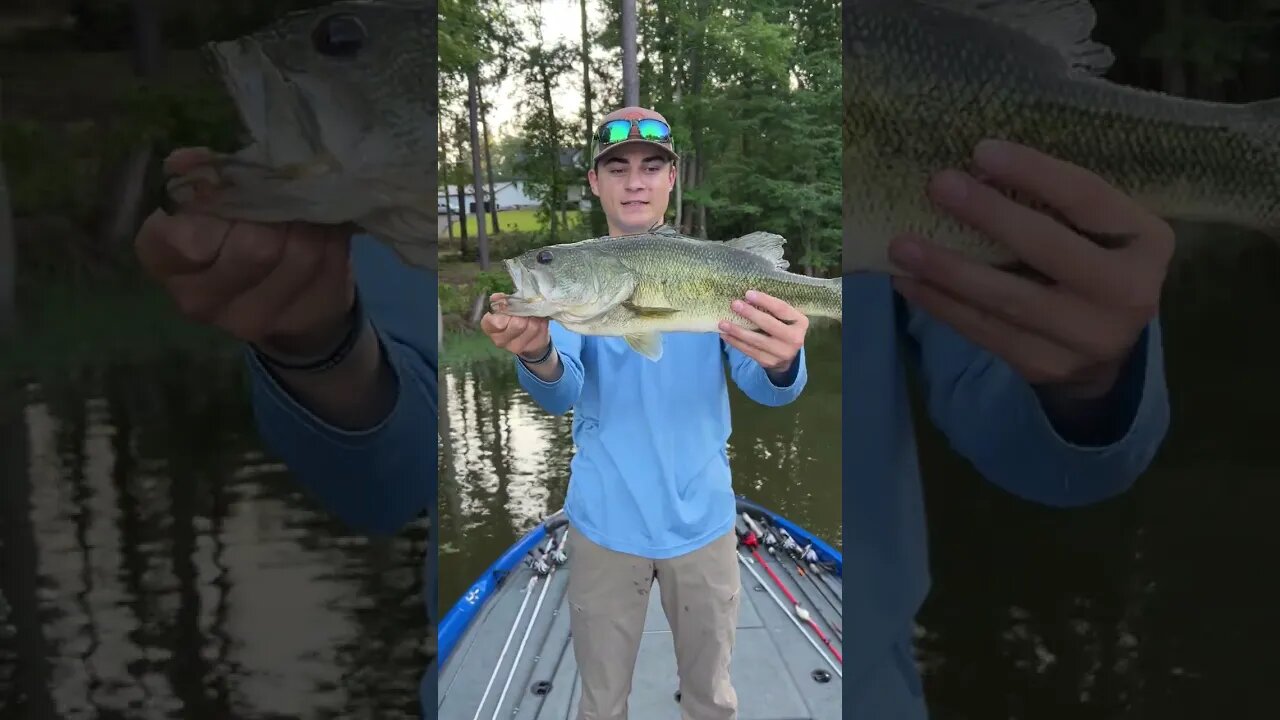 Lake Murray Largemouth Bass!